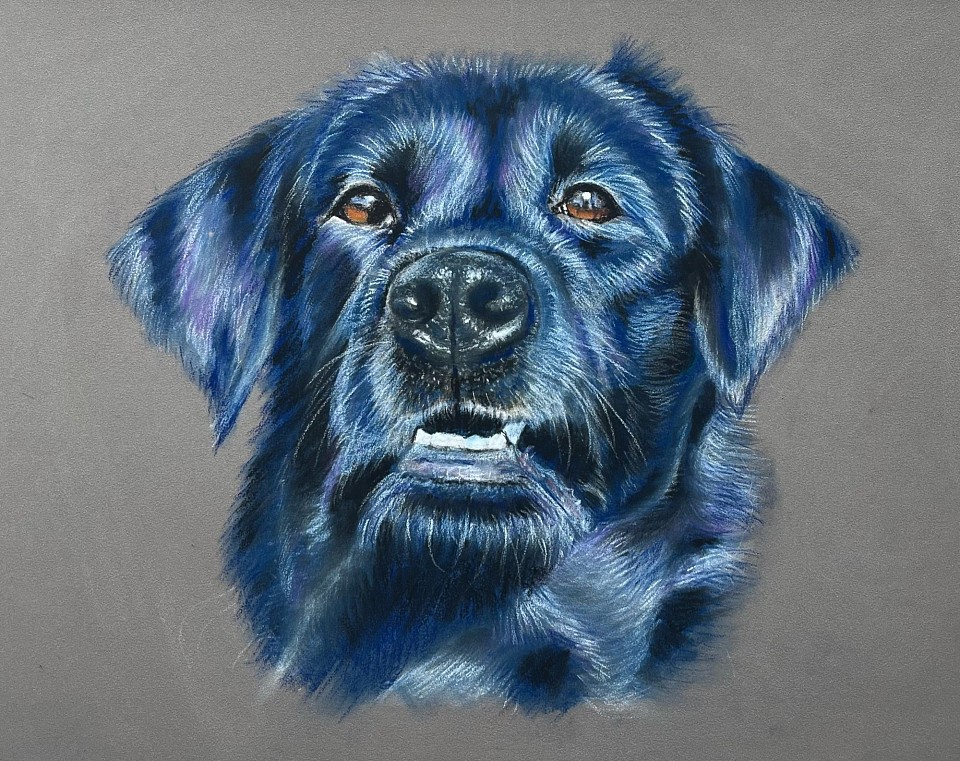 Black Labrador pet dog portrait commission by Julie Waldron