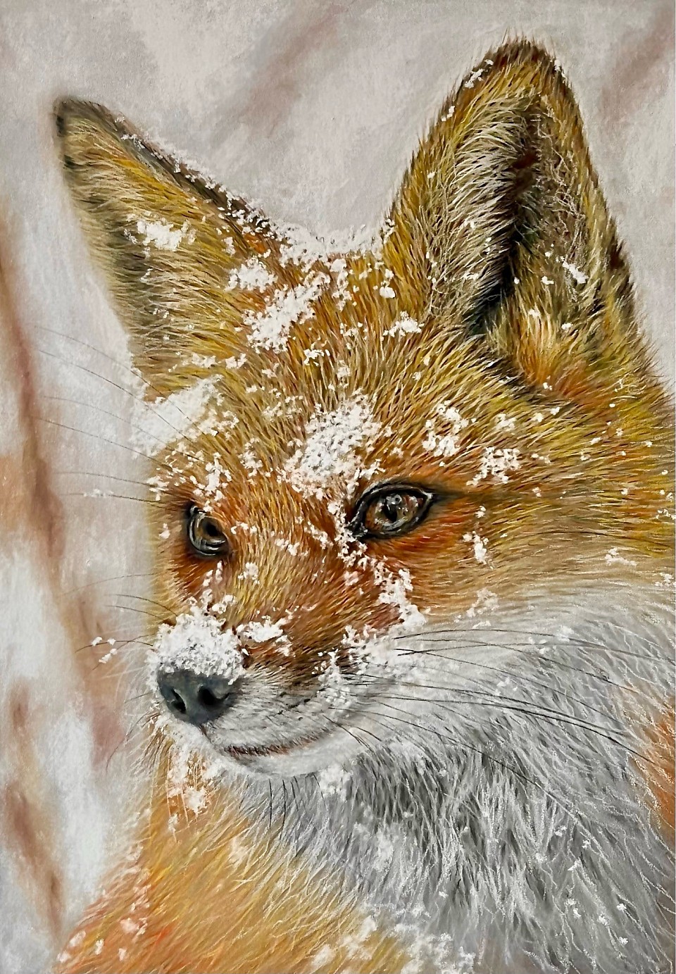 Pastel wildlife drawing of fox in snow by Julie Waldron