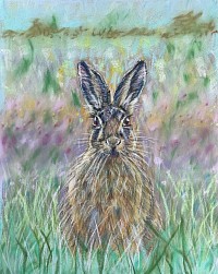 Pastel drawing of a hare in a field by Julie Waldron