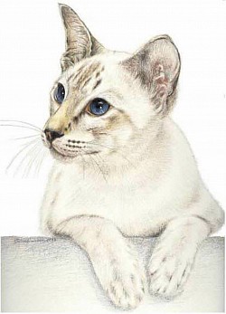 Siamese cat - illustration by artist Julie Waldron