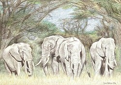 Elephants - illustration by artist Julie Waldron