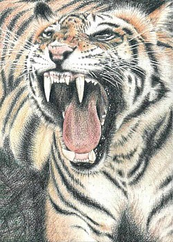 Tiger - illustration by artist Julie Waldron