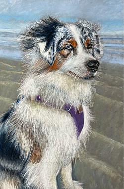 Australian shepherd dog portrait by artist Julie Waldron