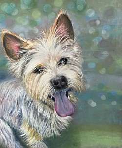 Westie dog in pastels by Julie Waldron