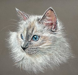 Ragdoll cat in pastels by Julie Waldron