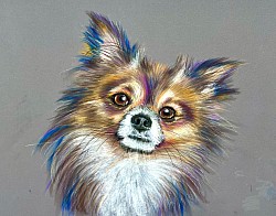 Cute chihuahua in pastels by Julie Waldron