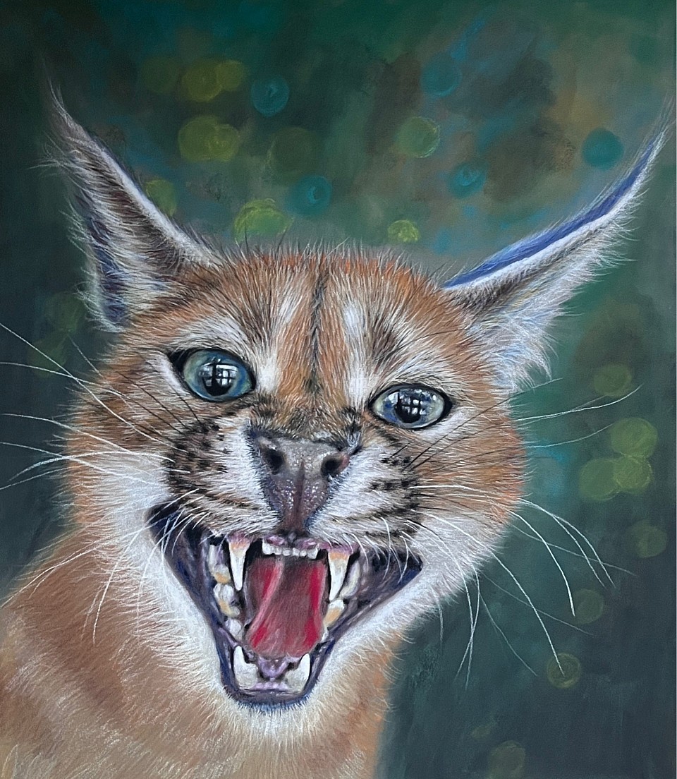 Pastel wildlife drawing of a Bobcat by Julie Waldron