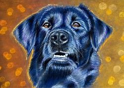 Blue Dog with bright background